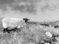 Sally Gap, Co. Wicklow